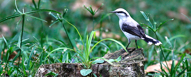 Leia mais sobre o artigo Cetesb estabelece novo procedimento de laudos de fauna silvestre para fins de licenciamento ambiental