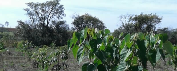 Você está visualizando atualmente Técnico da Agência Ambiental de Presidente Prudente vai falar sobre TCRAs em assentamentos rurais