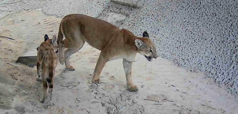 Você está visualizando atualmente Onça e filhote são flagradas em passagem de fauna em Marília